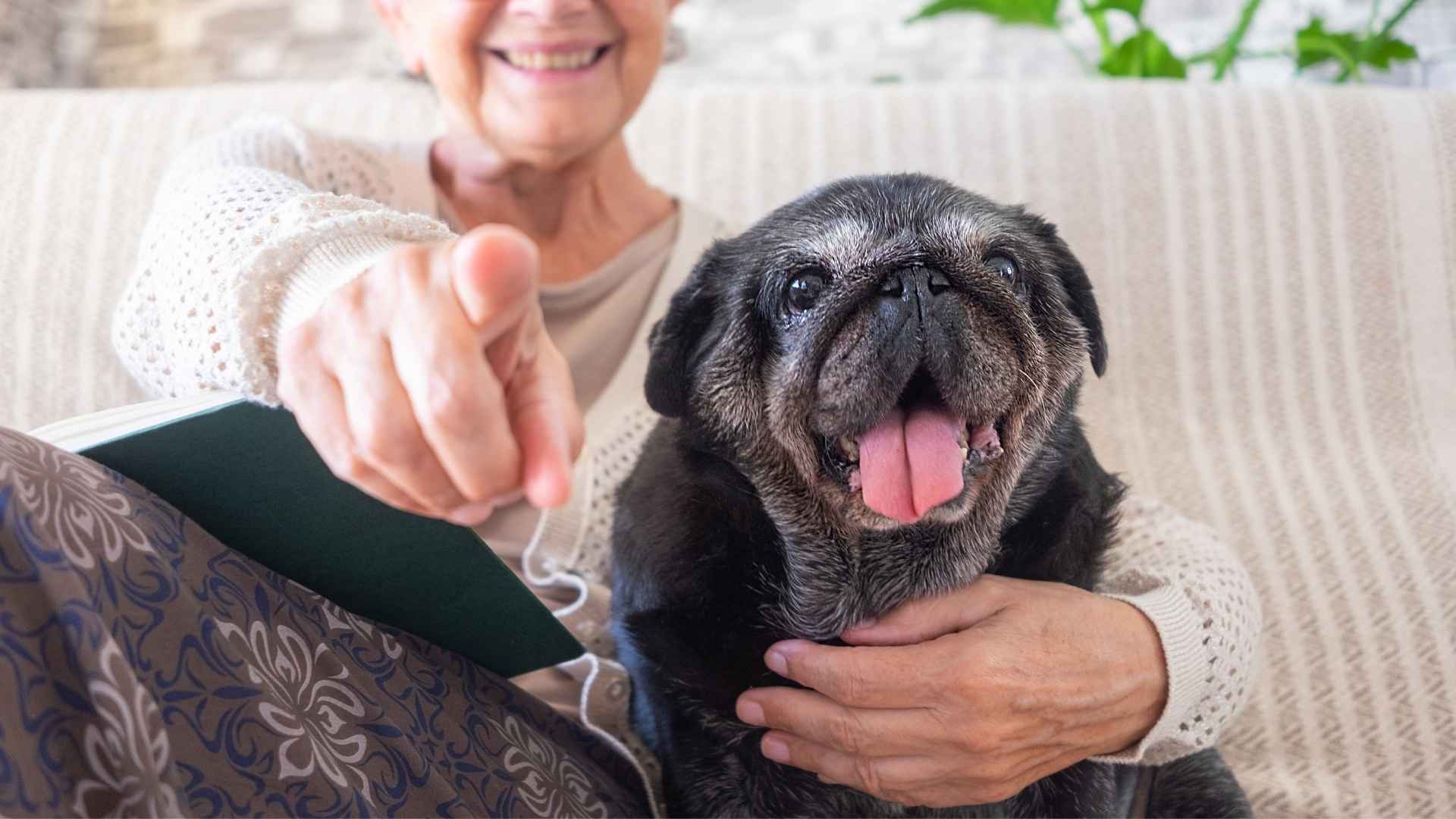 Top 9 Dog Breeds That Match Seniors' Energy Who Prefer a Slower Pace