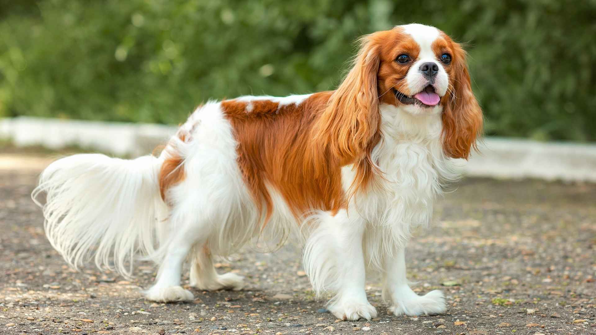 Top 9 Dog Breeds Under 30 Pounds: Matches with Every Lifestyle