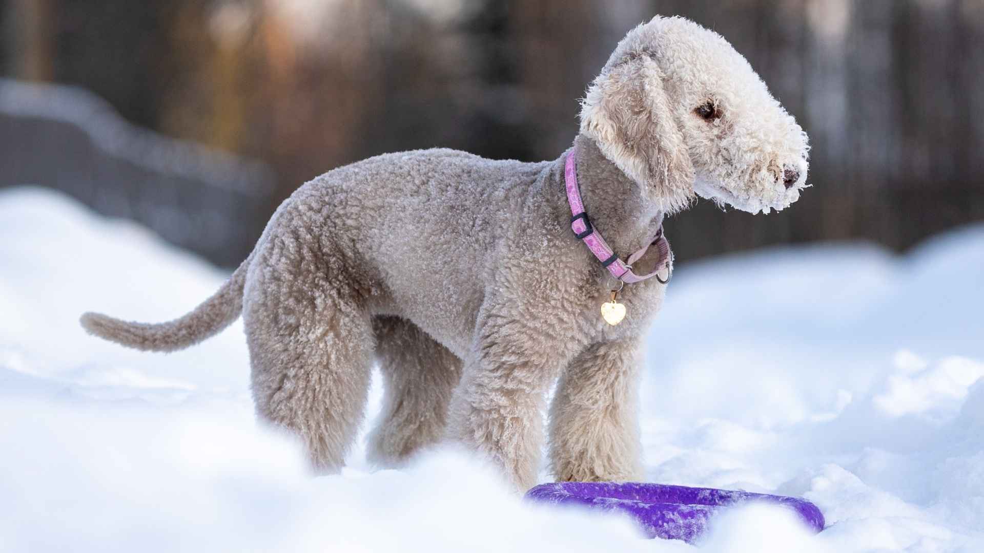 Top 9 Dog Breeds With Charming Quirks That Will Make You Smile