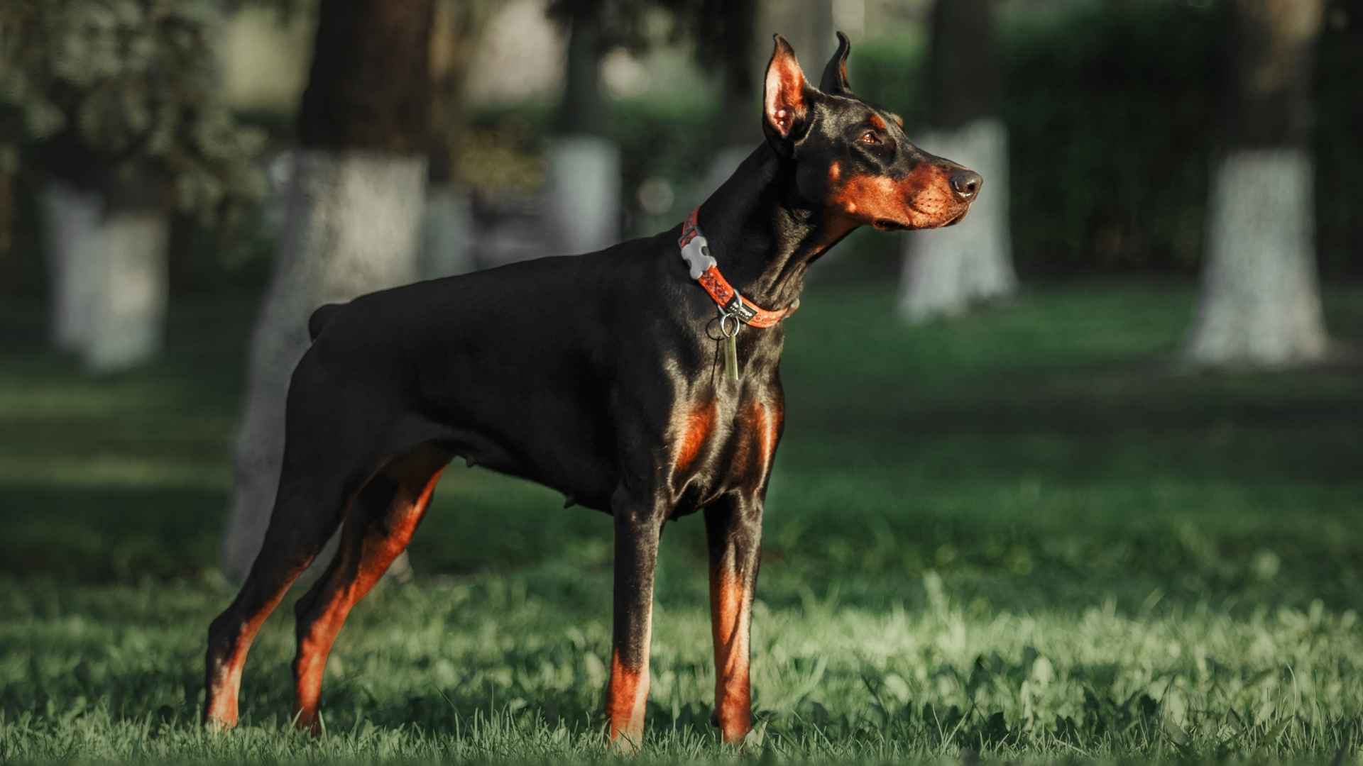 Top 9 Dog Breeds With Keen Night Vision for Security and Outdoor Living