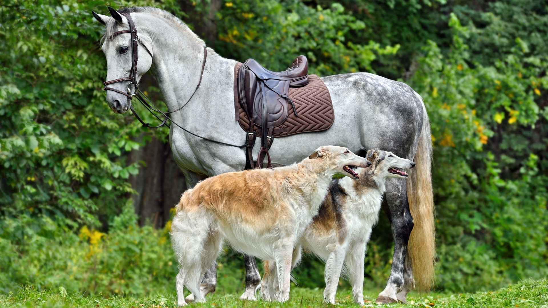 Top 9 Dog Breeds that Love Horse Companions: Excellent Choice for Horse Owners