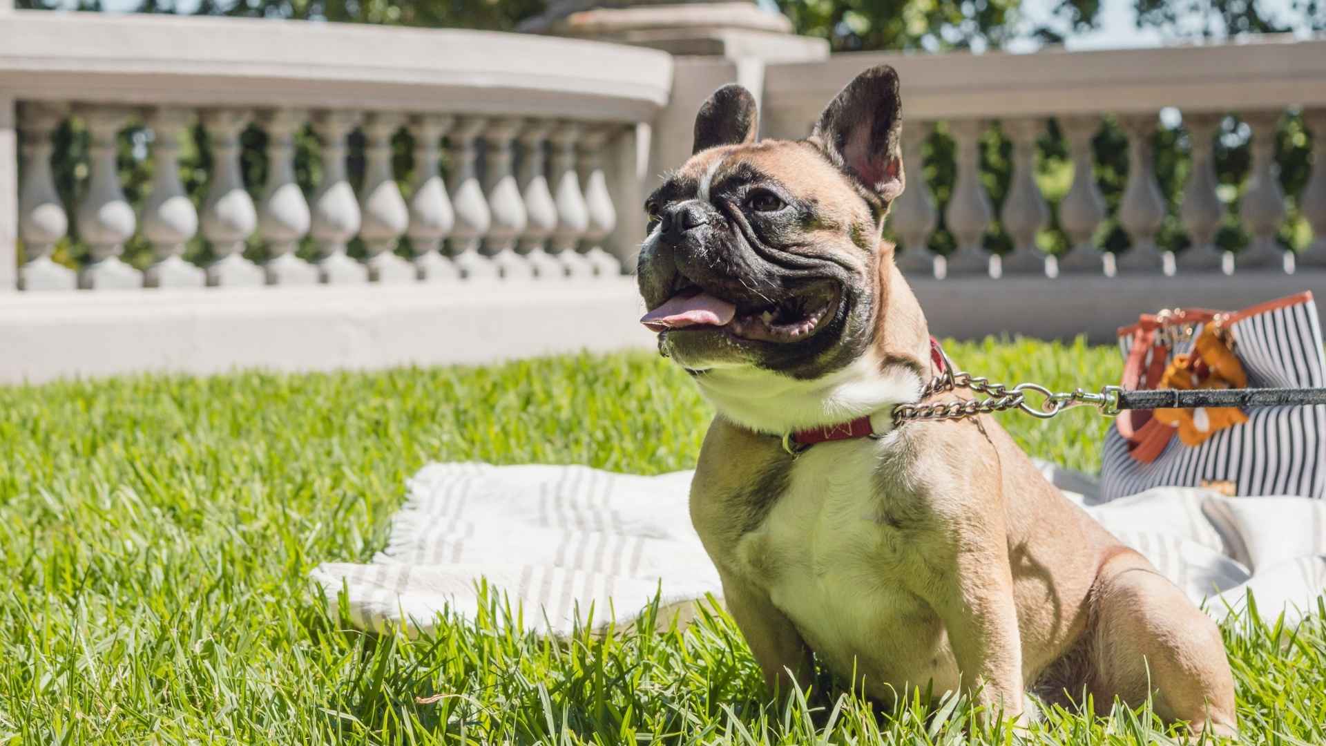 Top 9 Dog Breeds that Love Rooftop Parks: Urban Skywalkers