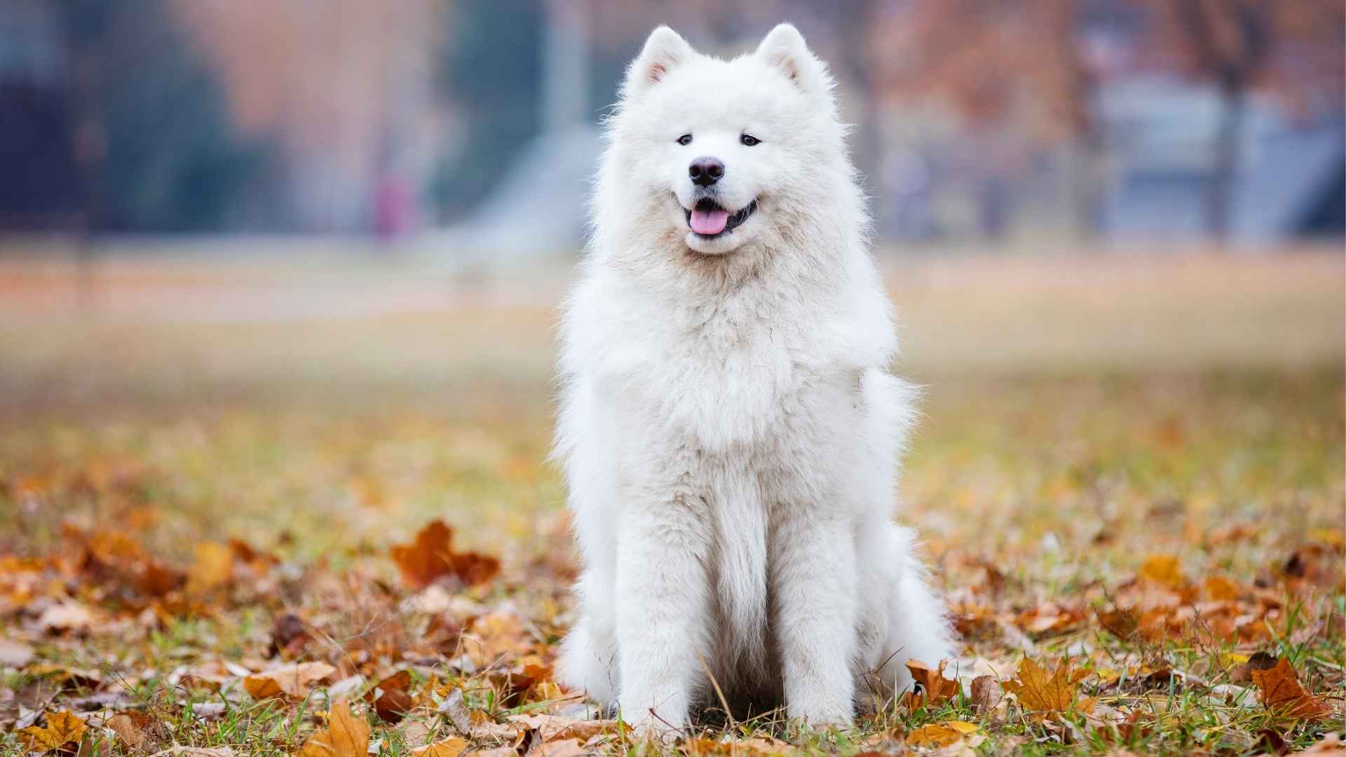 Top 9 Dog Breeds that Pose for Every Photo: Most Photogenic Pups