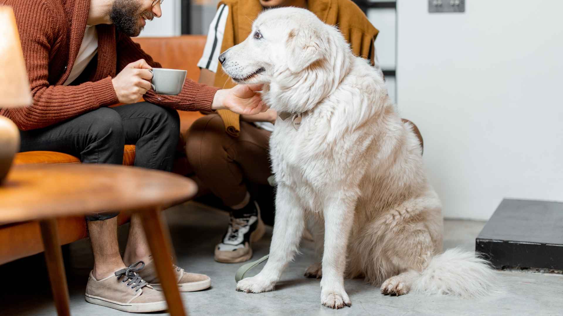 Top 9 Dog Breeds that Welcome Strangers and Make Your Guests Feel at Home