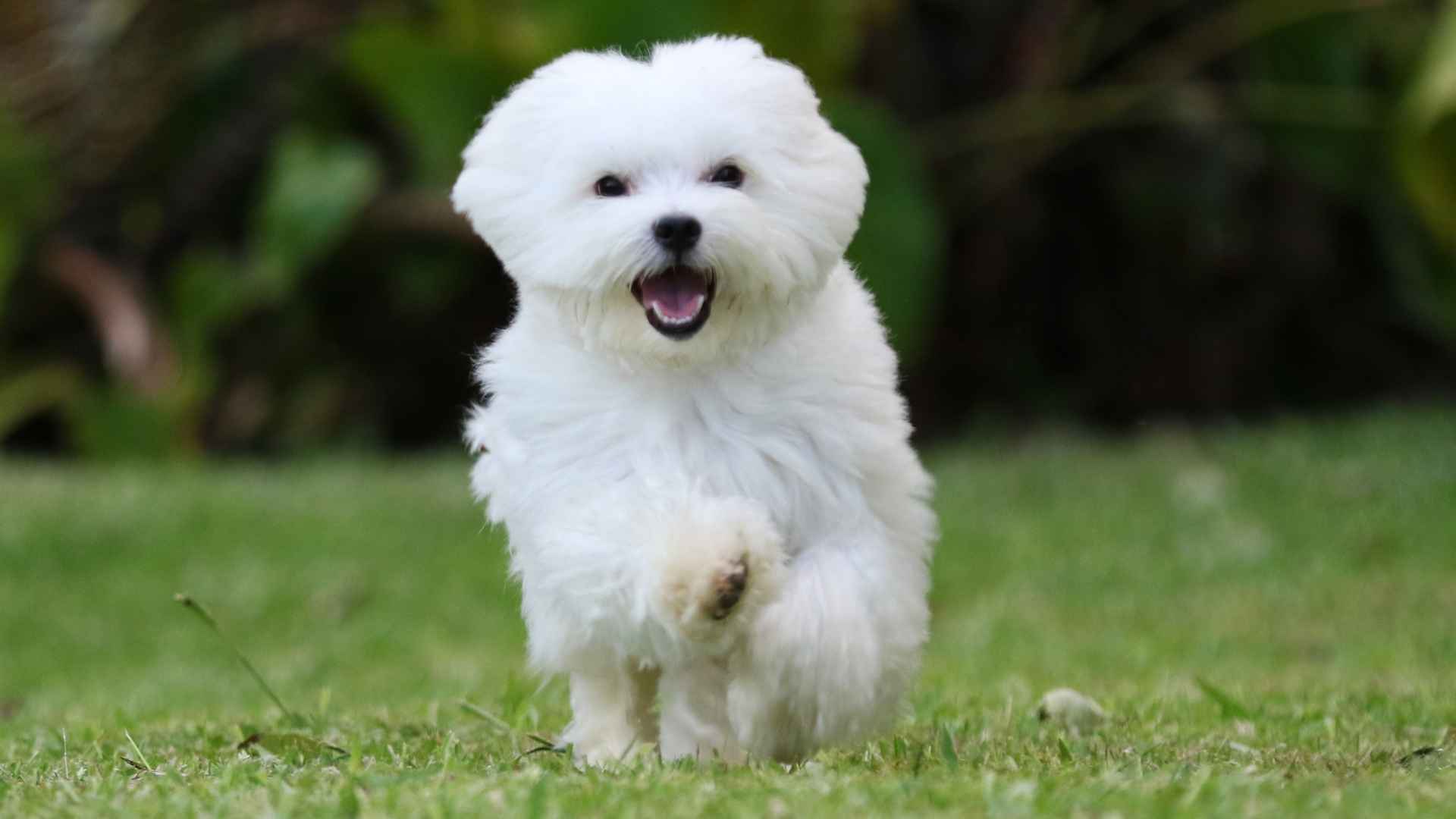 Top 9 Dog Breeds with Naturally Soft Paws & Plush Coats