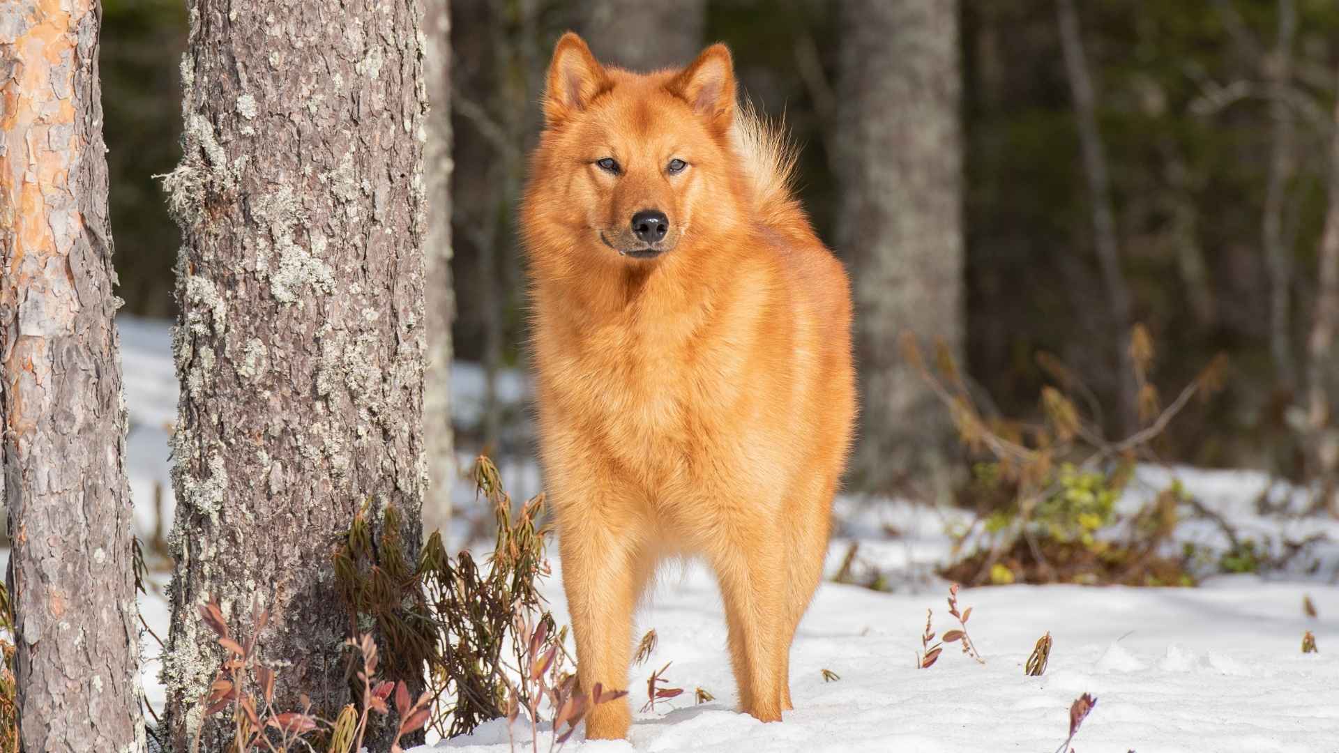 Top 9 Fluffy Dog Breeds Similar to Shiba Inu