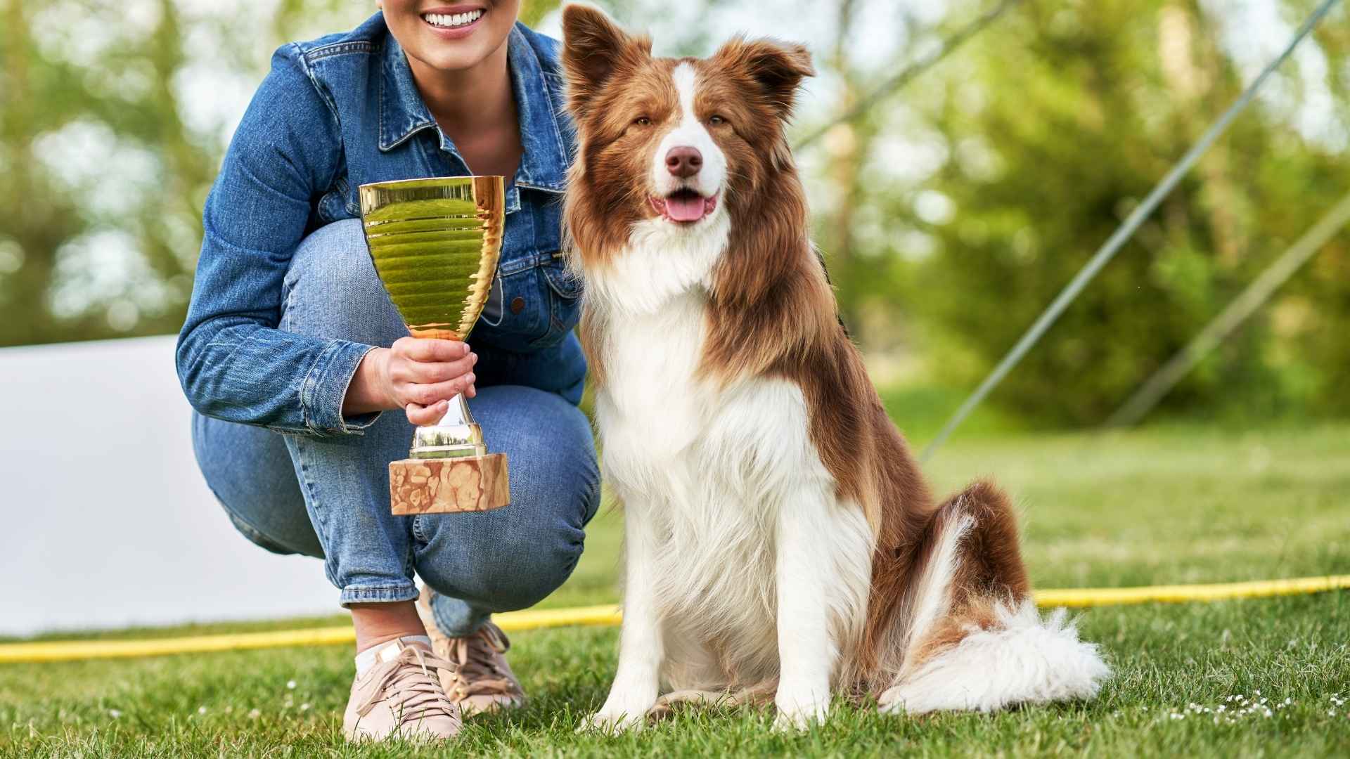 Top 9 Goal-Oriented Dog Breeds That Are Born to Achieve