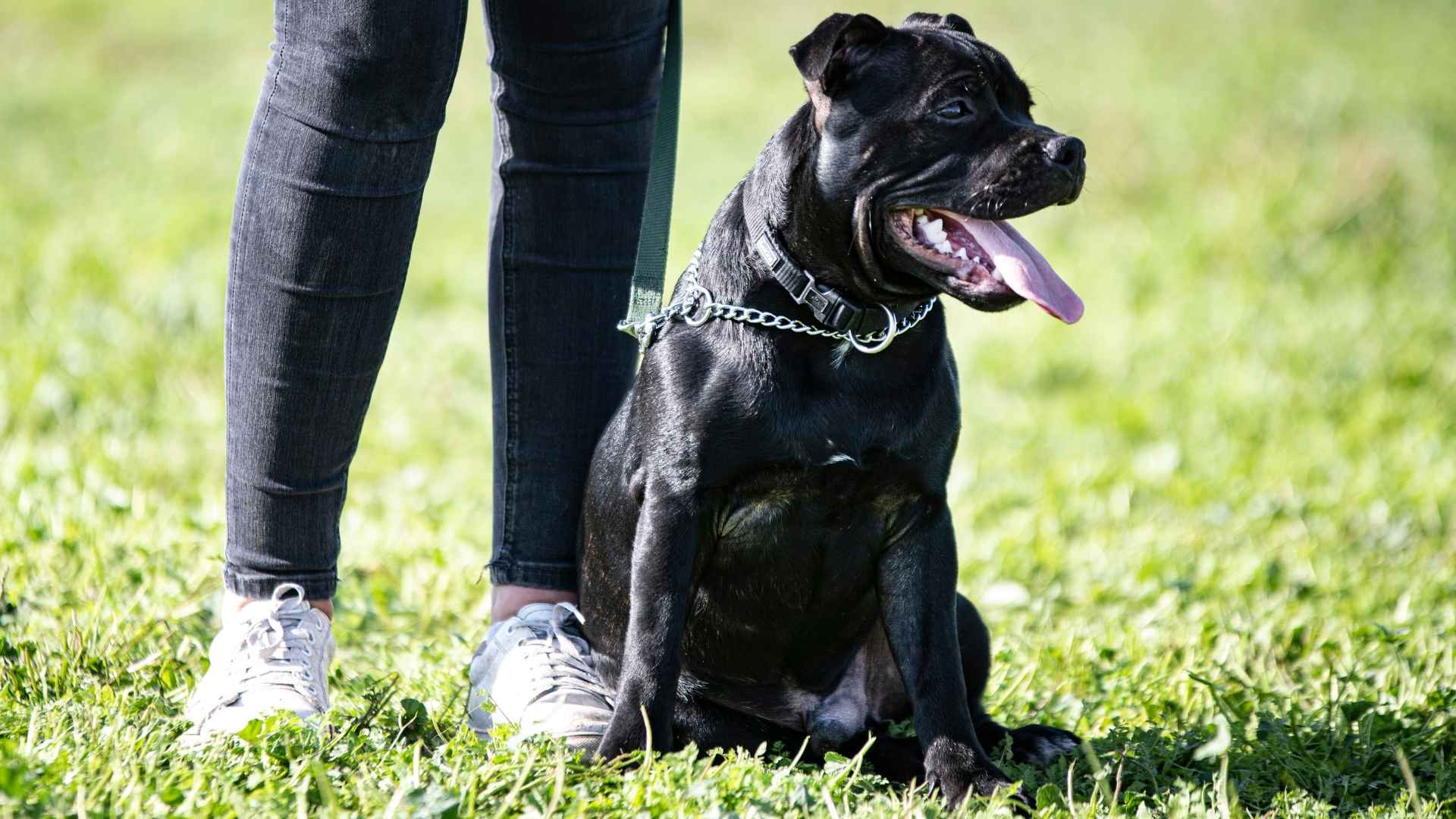 Top 9 Loyal Dog Breeds That Will Protect You Like Their Own Family
