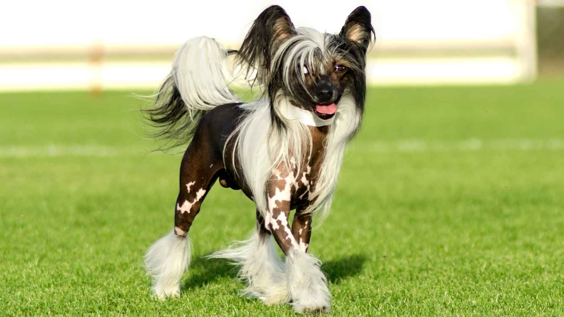 Top 9 Rare and Strange Dog Breeds With Unusual Features