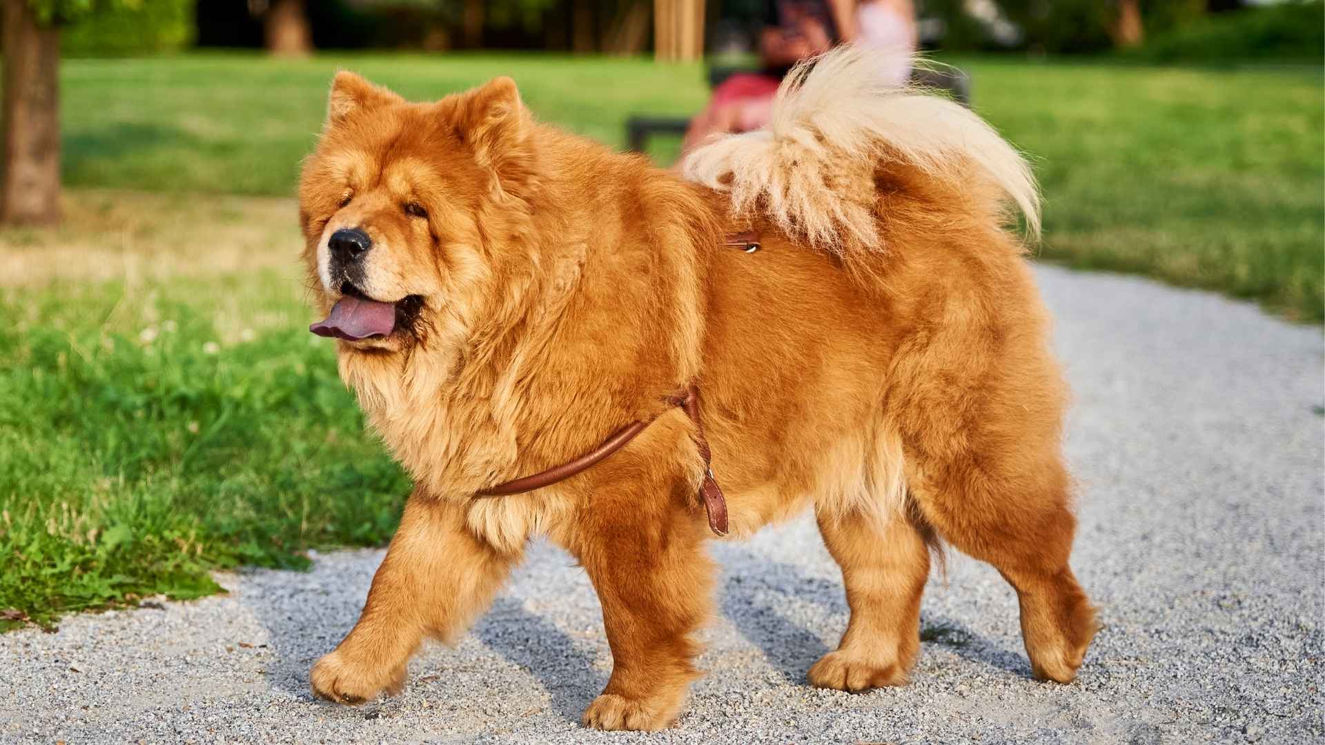 Top 9 Self-Motivated Dog Breeds That Don’t Need Constant Direction