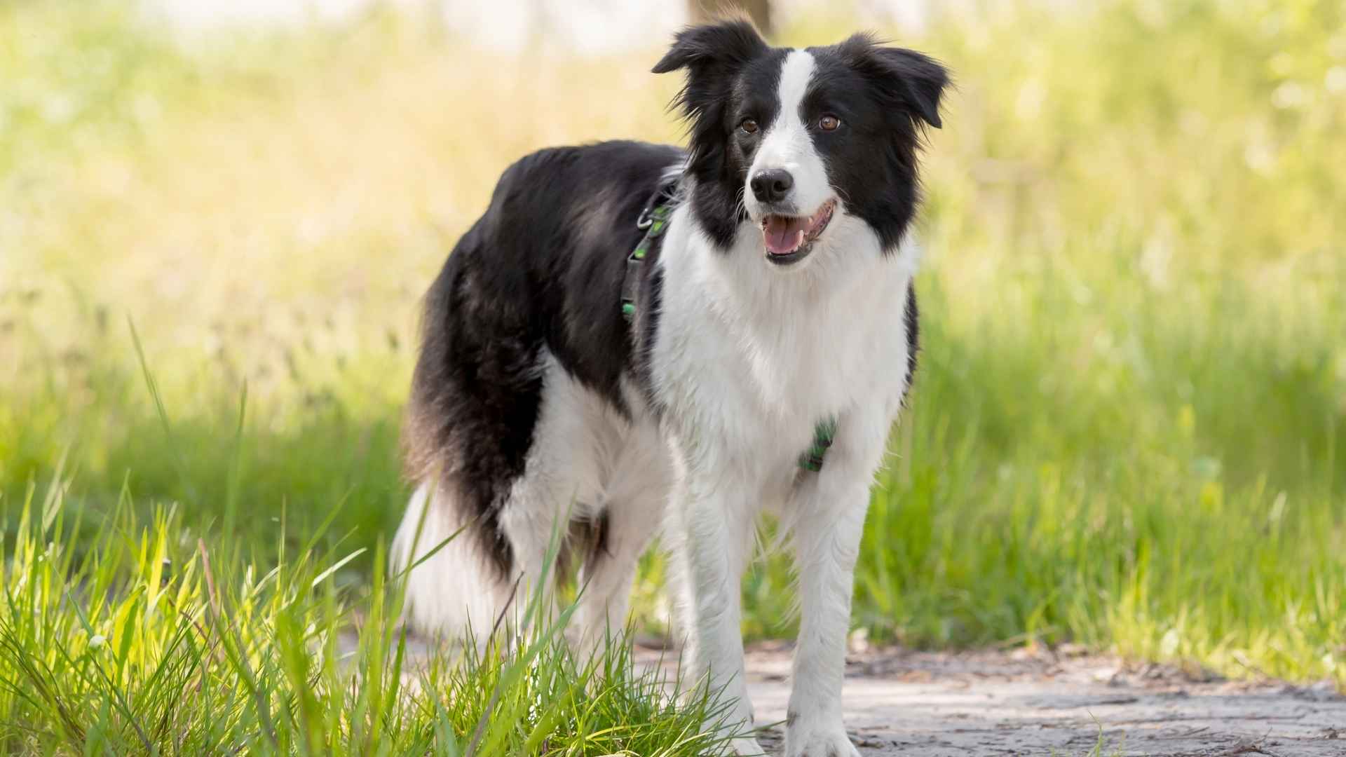 Top 9 Shepherd Dog Breeds: Smart, Loyal & Protective