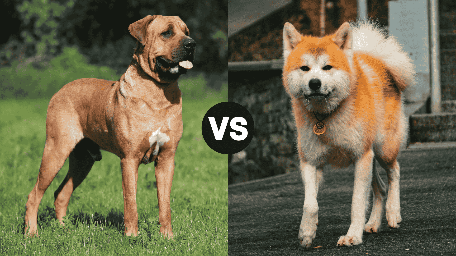 Tosa Inu vs. Akita: Best Dog for Experienced Owners?