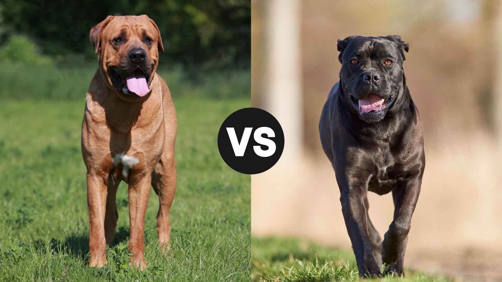 Tosa Inu vs. Cane Corso: Which Powerful Protector Reigns Supreme?