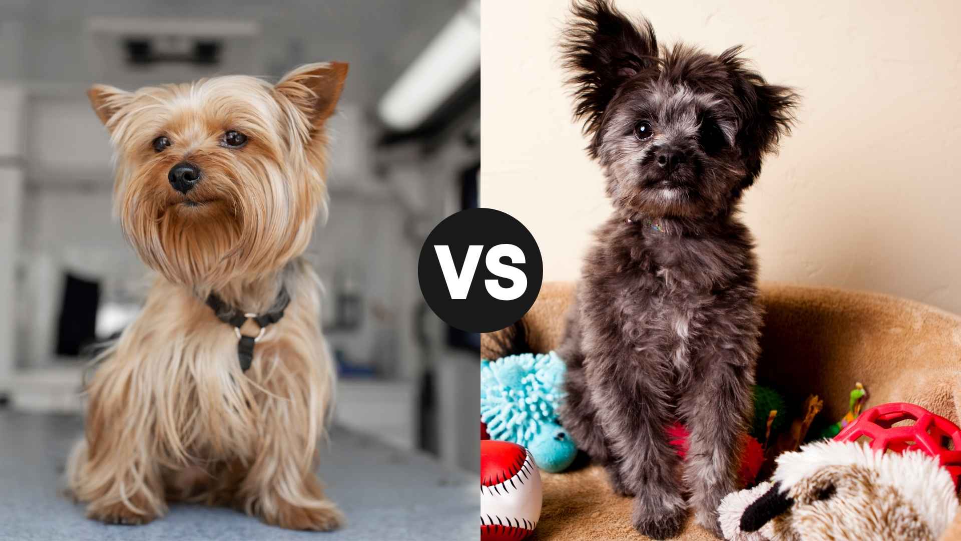 Yorkie vs. Yorkie Poo: Which Pup is the Right Match for You?