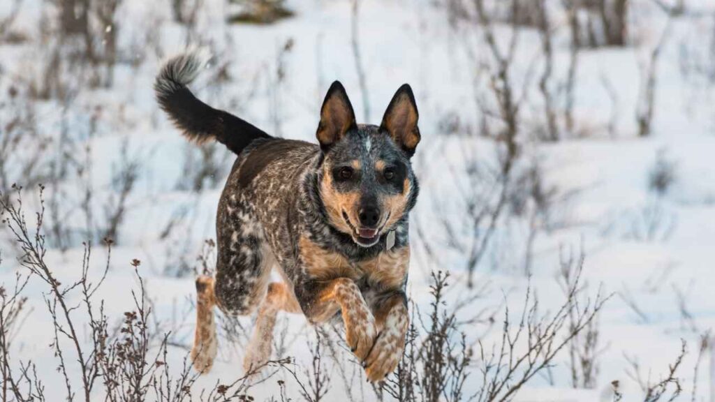 blue heeler