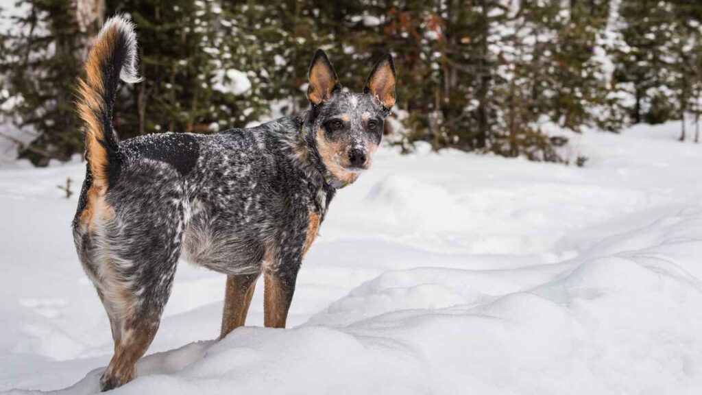 blue heeler