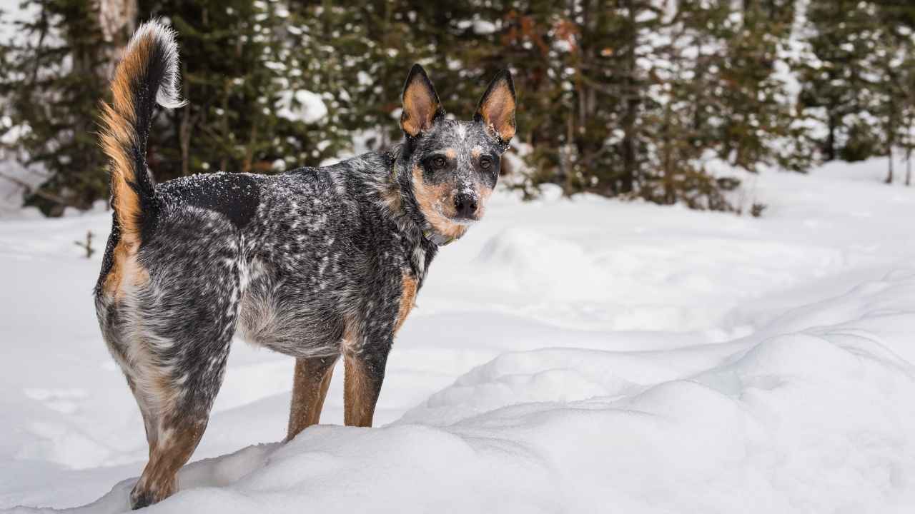 Blue Heeler