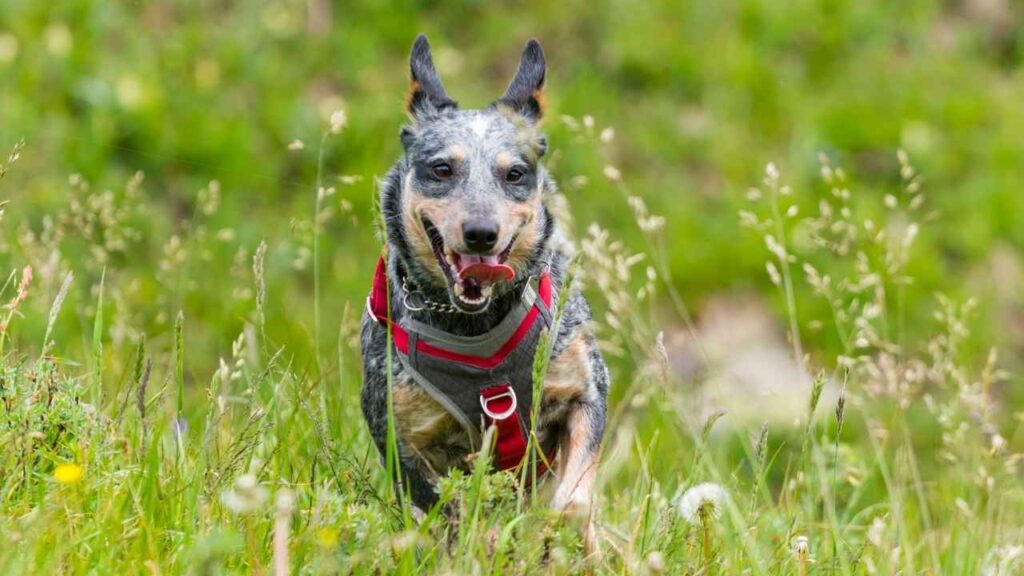 blue heeler (3)