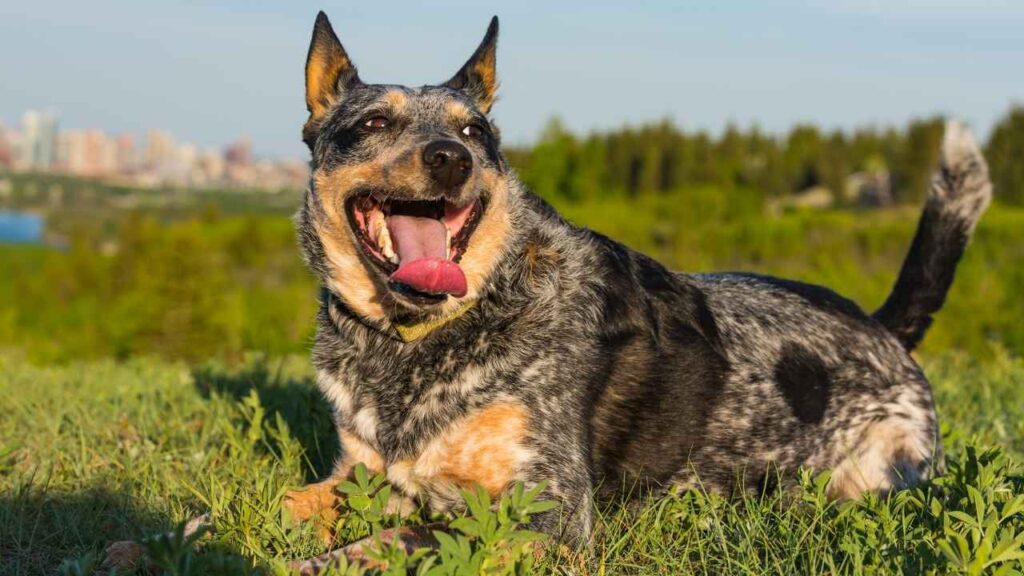 blue heeler