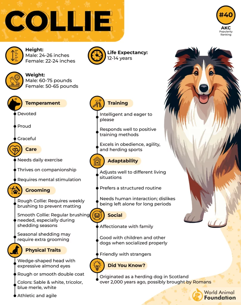 Shetland Sheepdog
