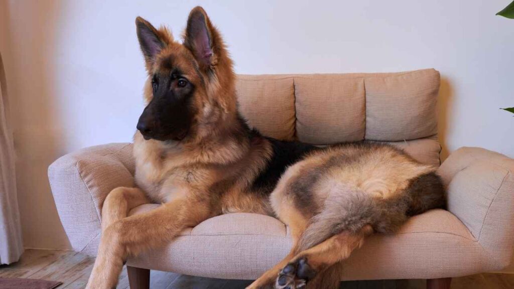 King Shepherd