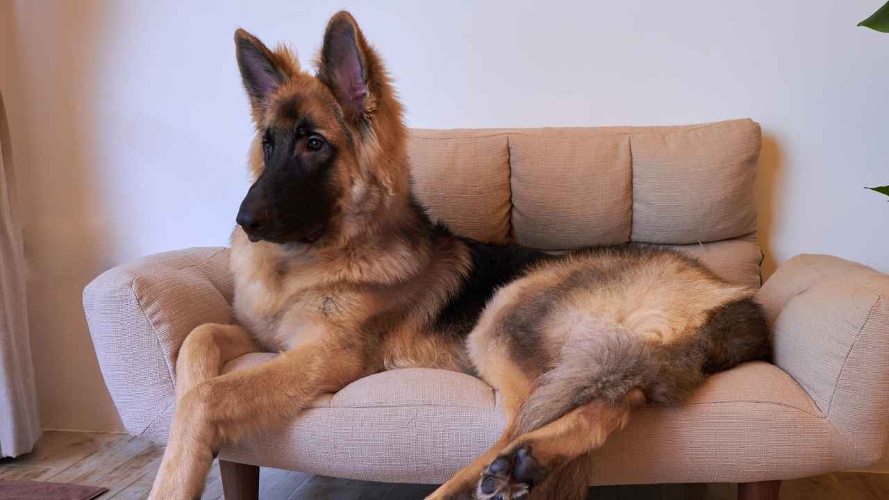 King Shepherd