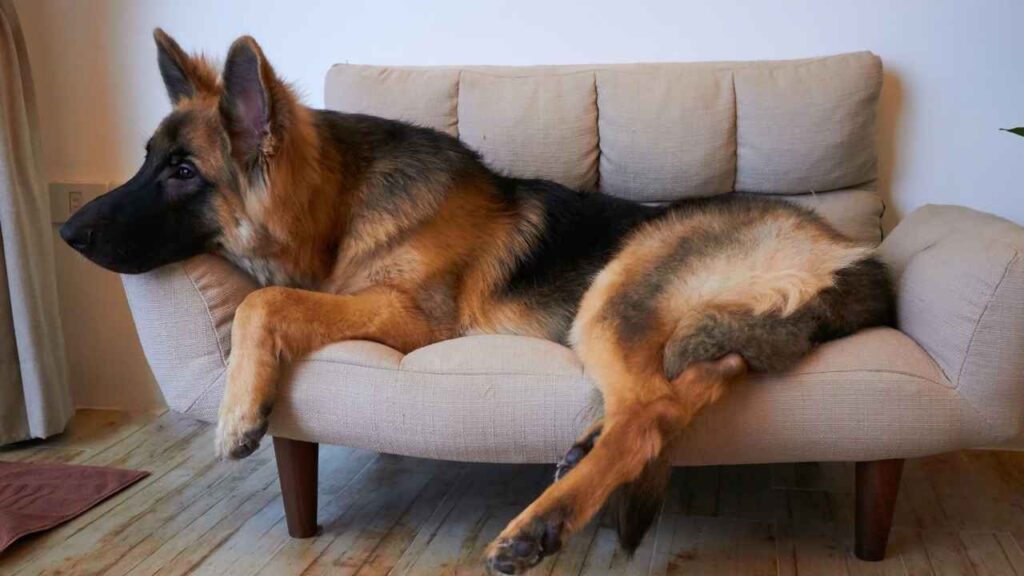 King Shepherd