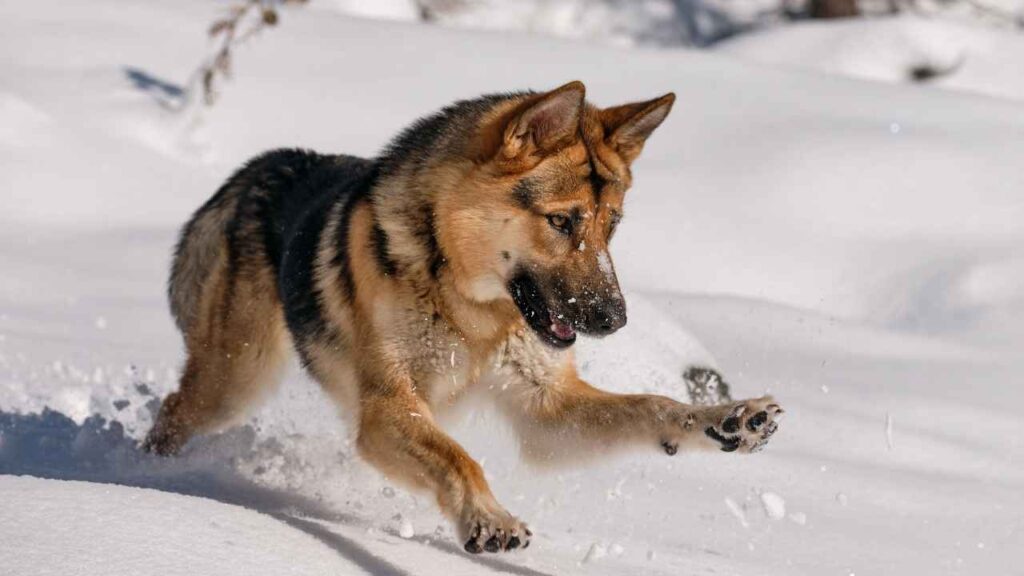 King Shepherd
