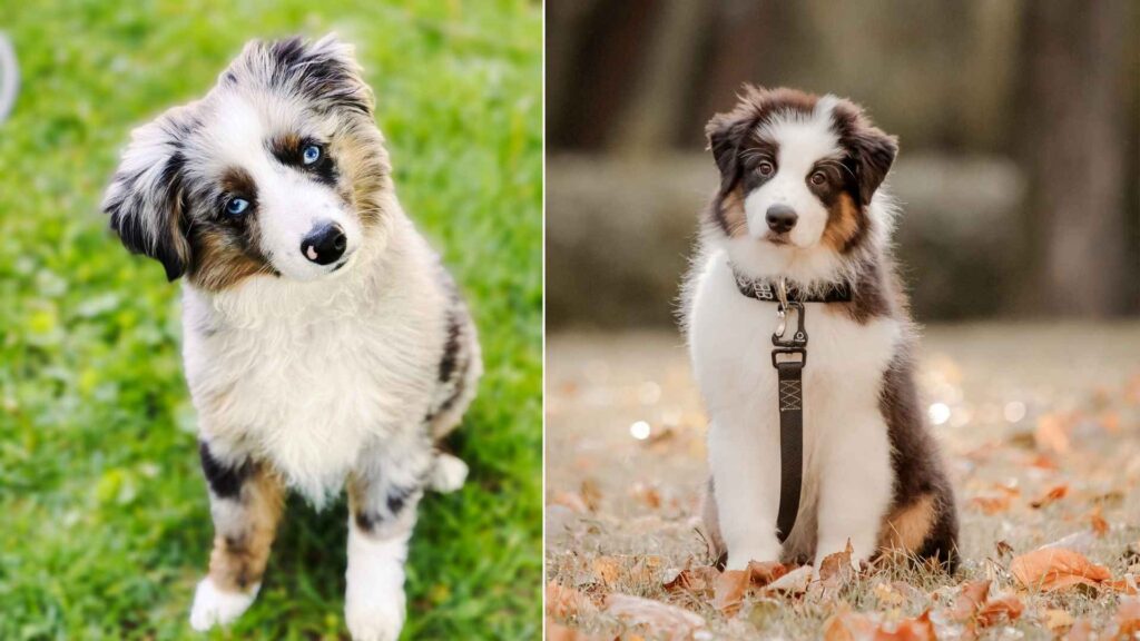 mini australian shepherd
