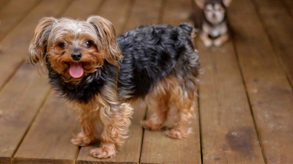 Yorkiepoo