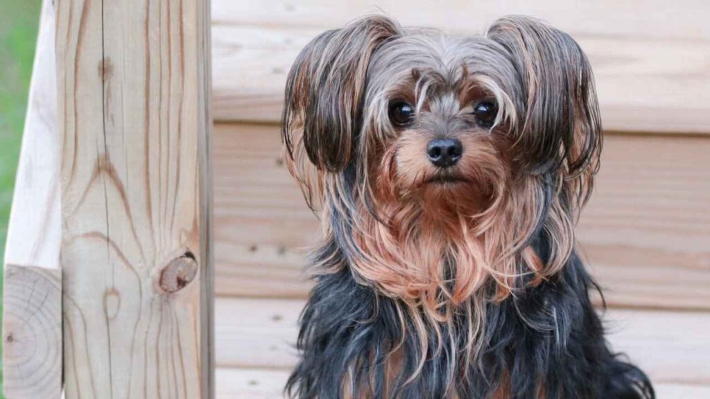 Yorkiepoo