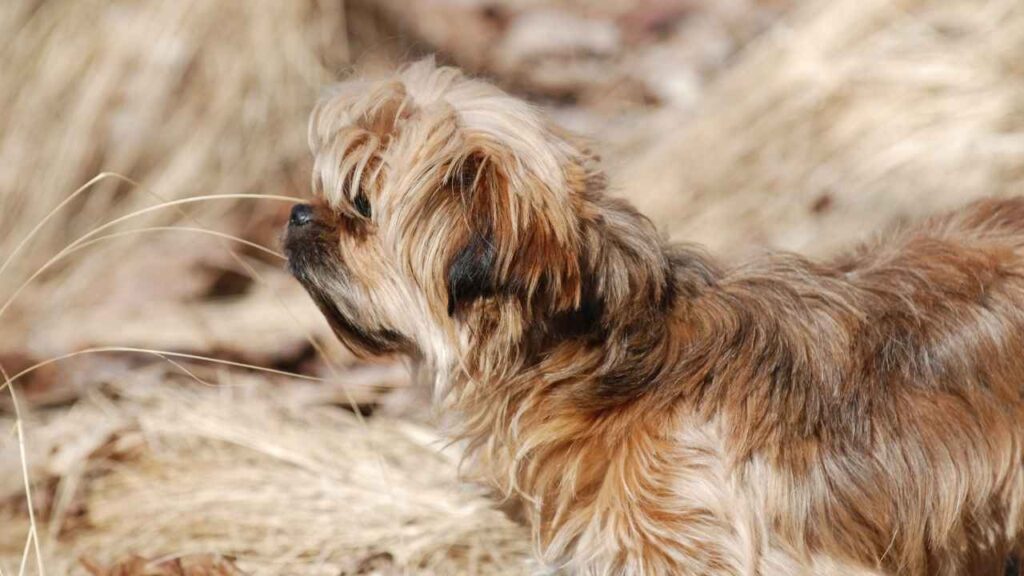 Yorkiepoo