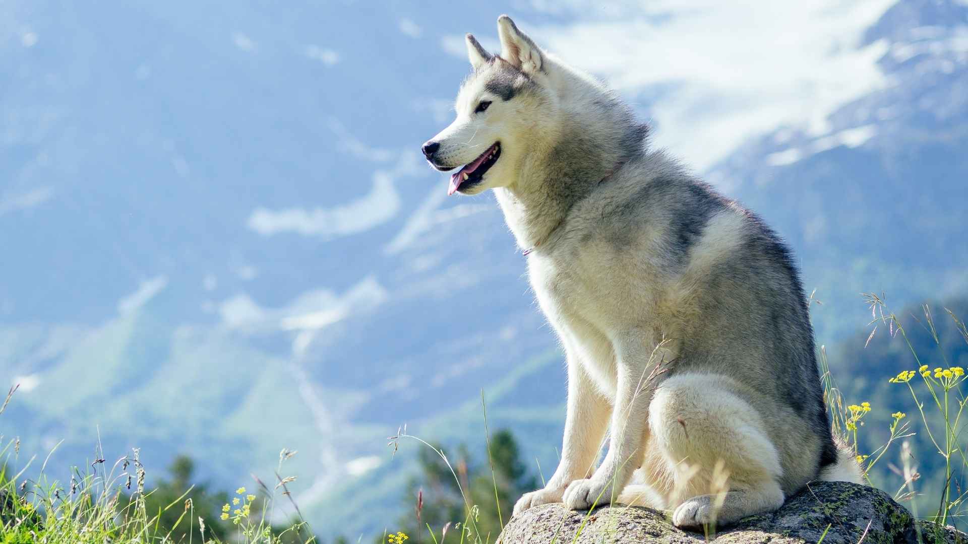 10 Adventure-Seeking Dog Breeds You’ll Love Traveling With