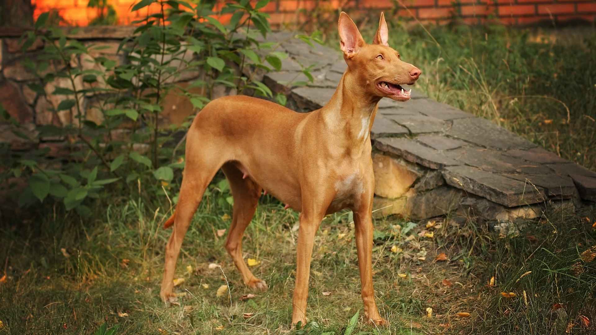 10 Ancient Dog Breeds Still Around Today That Have Stood the Test of Time