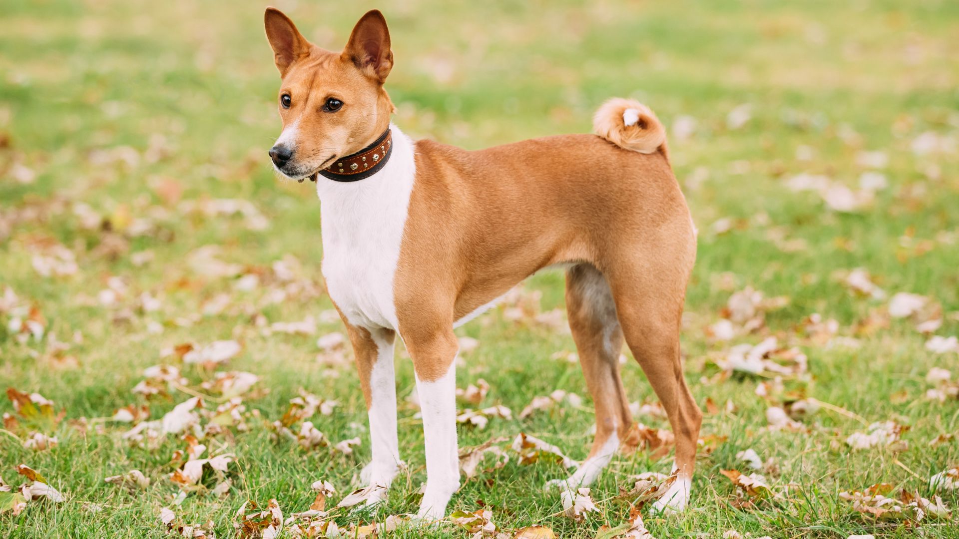 10 Ancient Dog Breeds Still Around and Stood the Test of Time