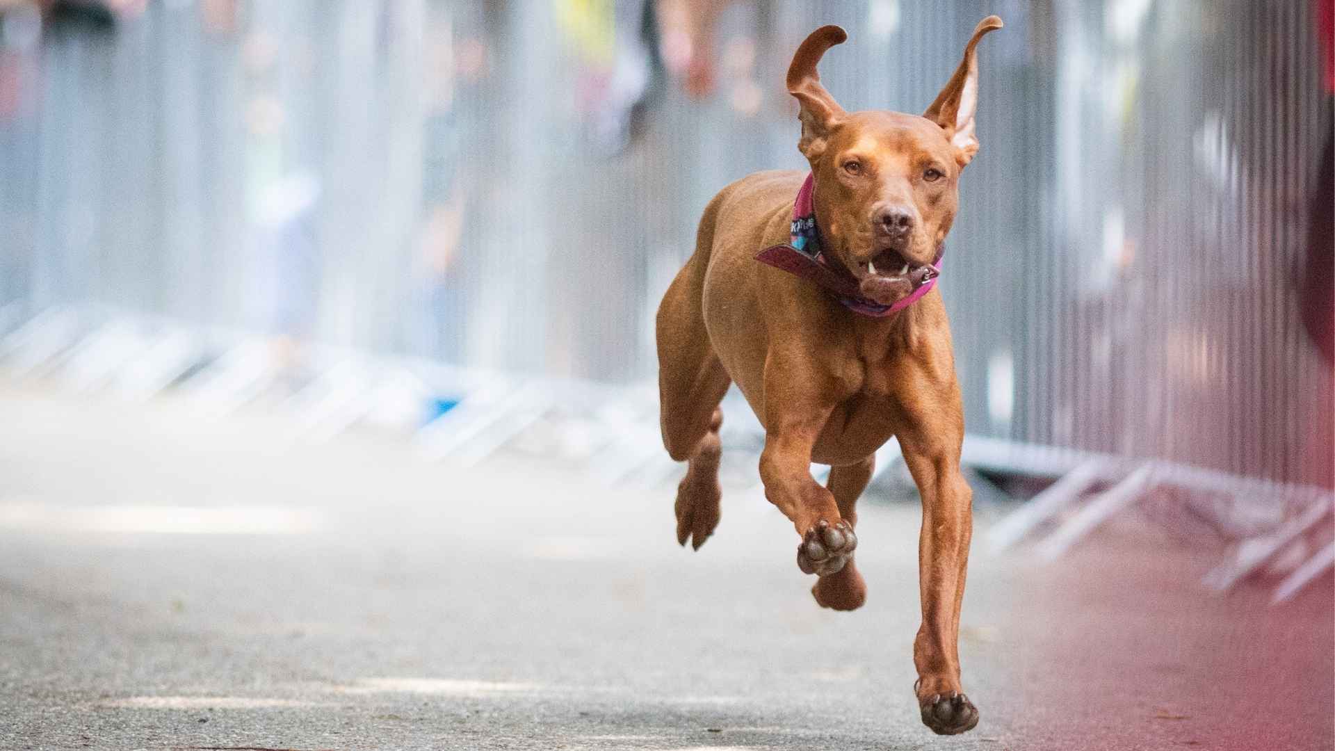 10 Athletic Medium Dog Breeds That Are Born to Run and Play
