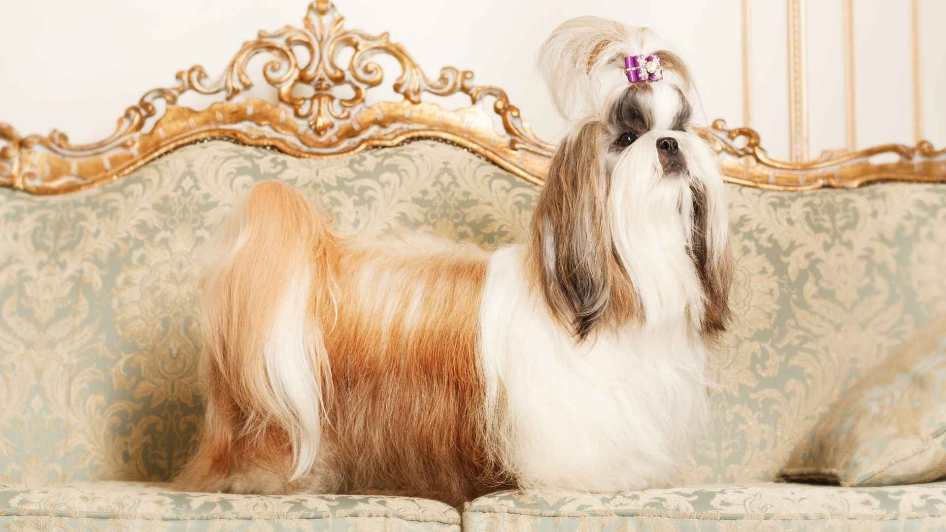 10 Best Dog Breeds Descended From Royalty With Regal Histories