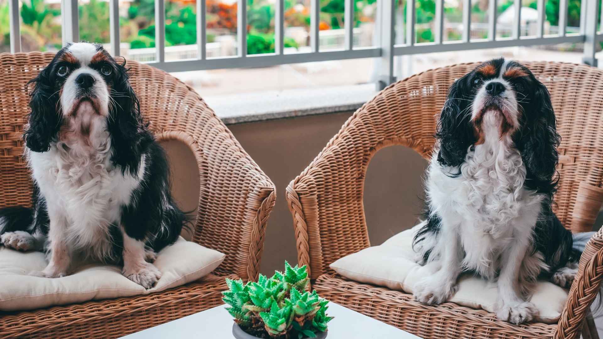 10 Best Dog Breeds That Love Balconies and Enjoy the Lovely View