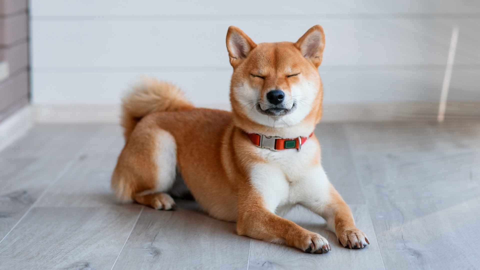 10 Best Dog Breeds With Introverted Energy: Quiet, Calm, and Loyal