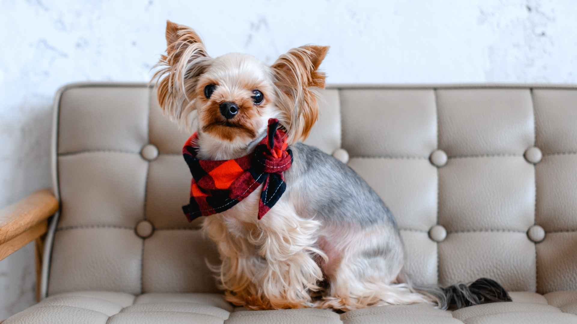10 Best Dog Breeds for Preventing Allergies That are Soft on the Nose