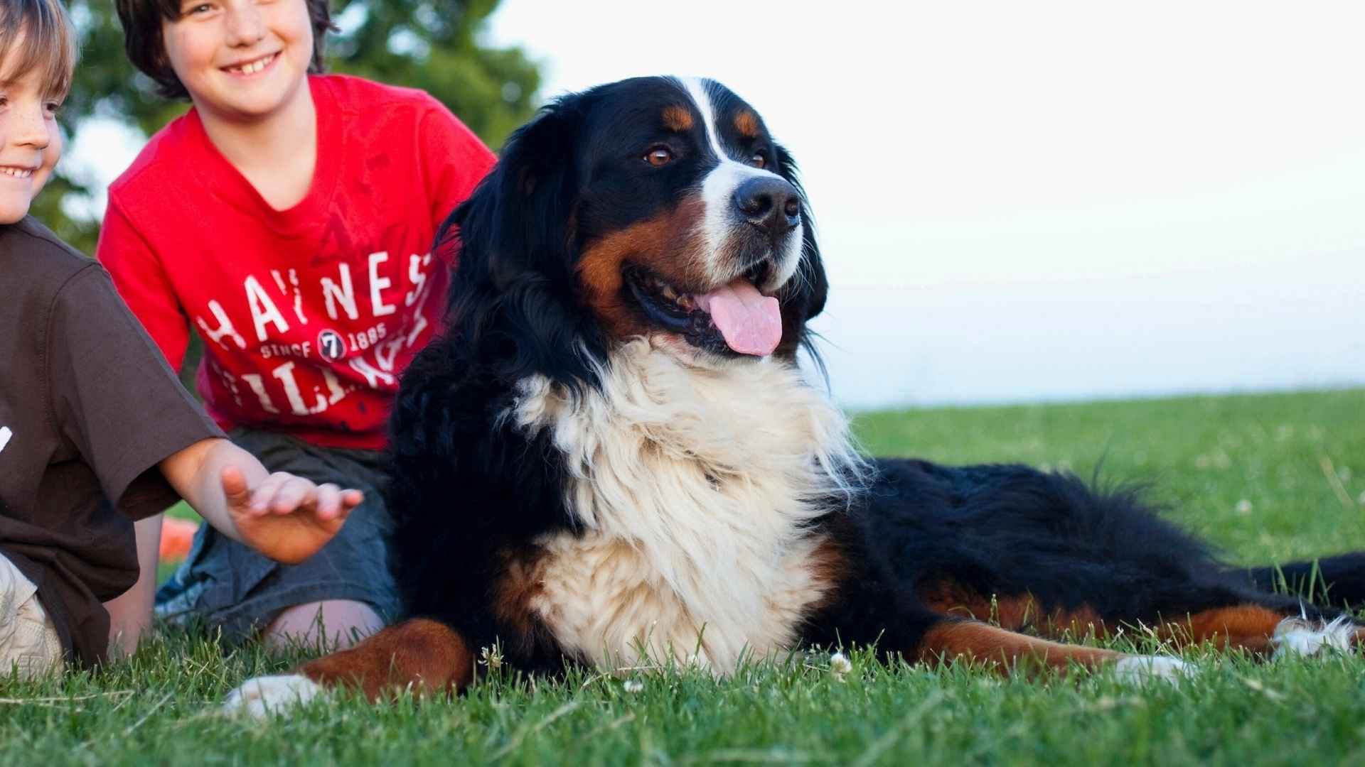 10 Best Guard Dog Breeds For Families With Children