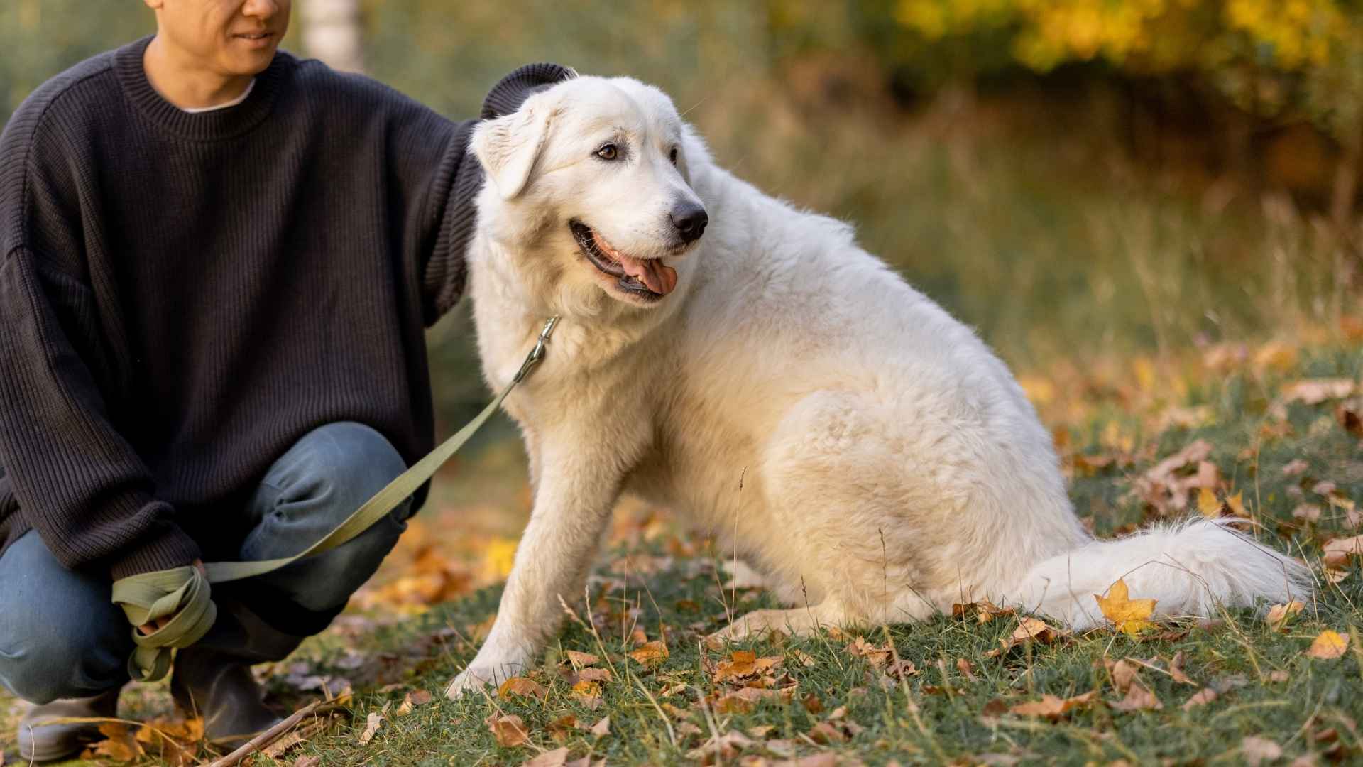 10 Calm Watchdog Breeds That Keep Your Home Safe