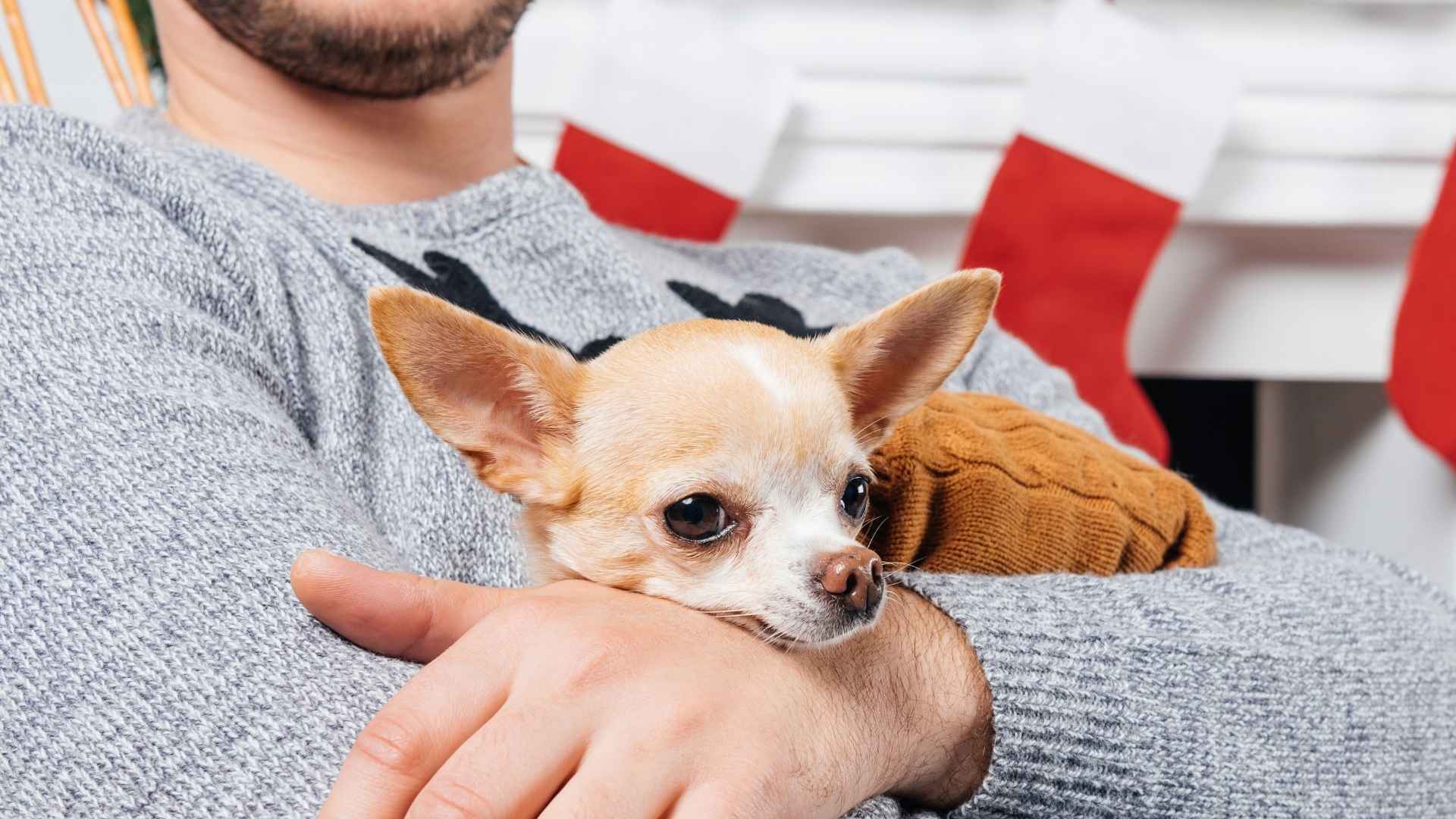 10 Clingiest Dog Breeds Who’ll Never Leave Your Side