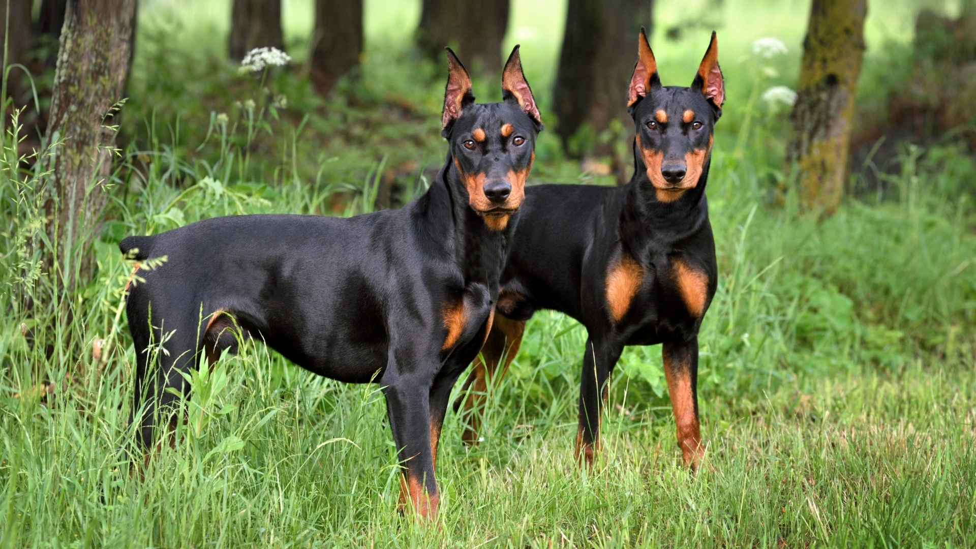 10 Common Guard Dog Breeds You Can Easily Trust