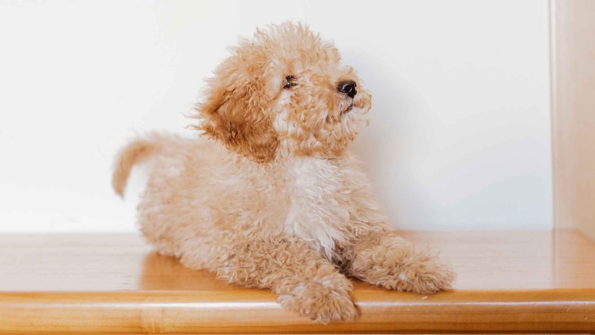 10 Cute Dog Breeds That Look Like Real-Life Stuffed Animals