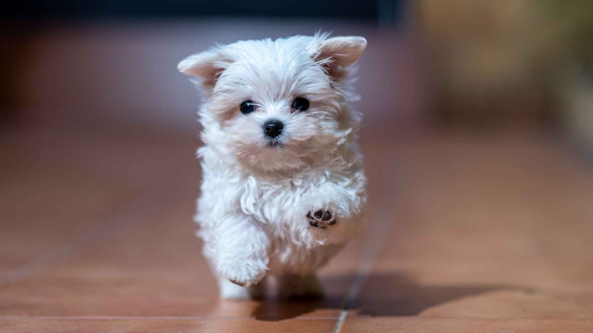 10 Cutest Tiny Little Dog Breeds That Will Grab Your Heart!