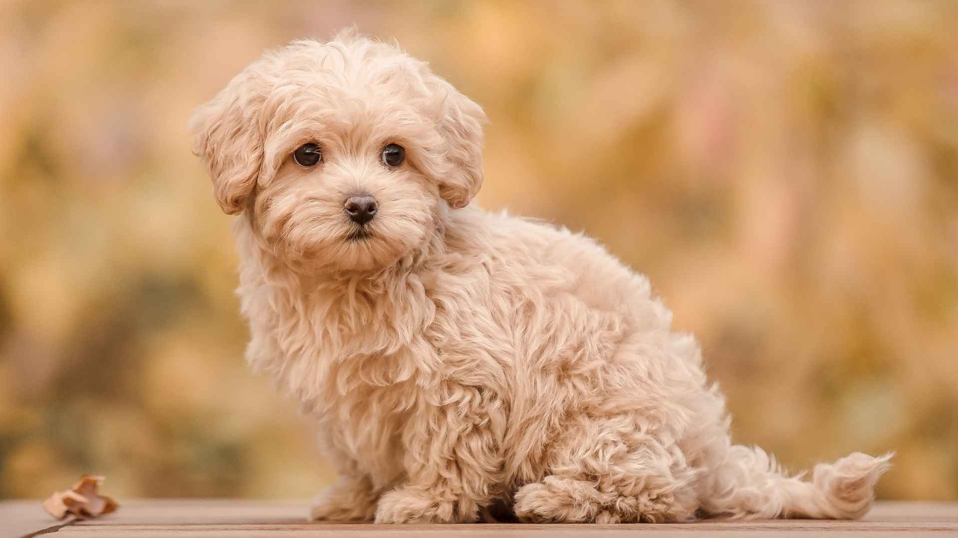 10 Dog Breeds Known For Being Cutest That Will Melt Your Heart Instantly