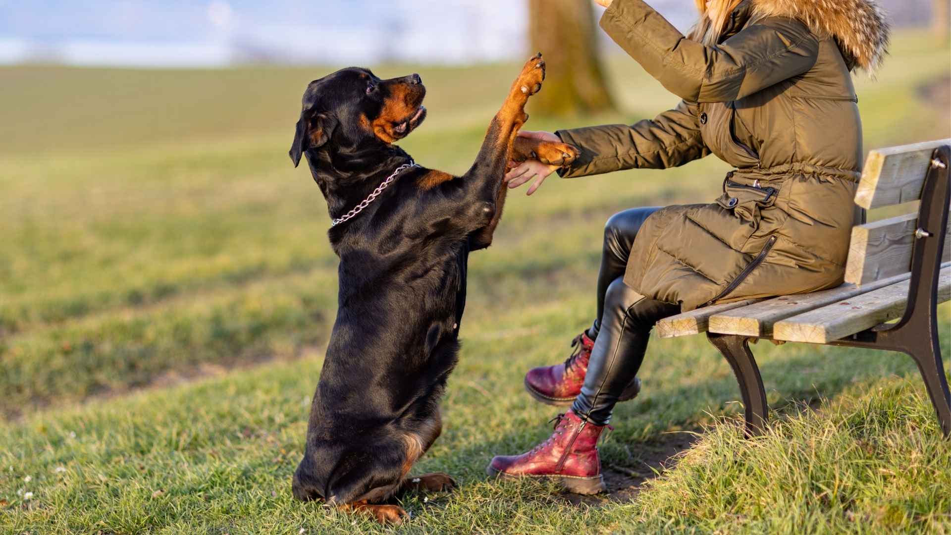 10 Dog Breeds Known For Being Intelligent That Will Amaze You Every Day