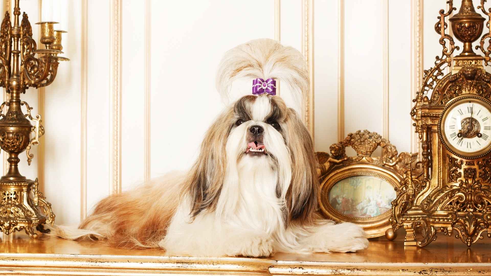 10 Dog Breeds Known as Royal Gifts Throughout History