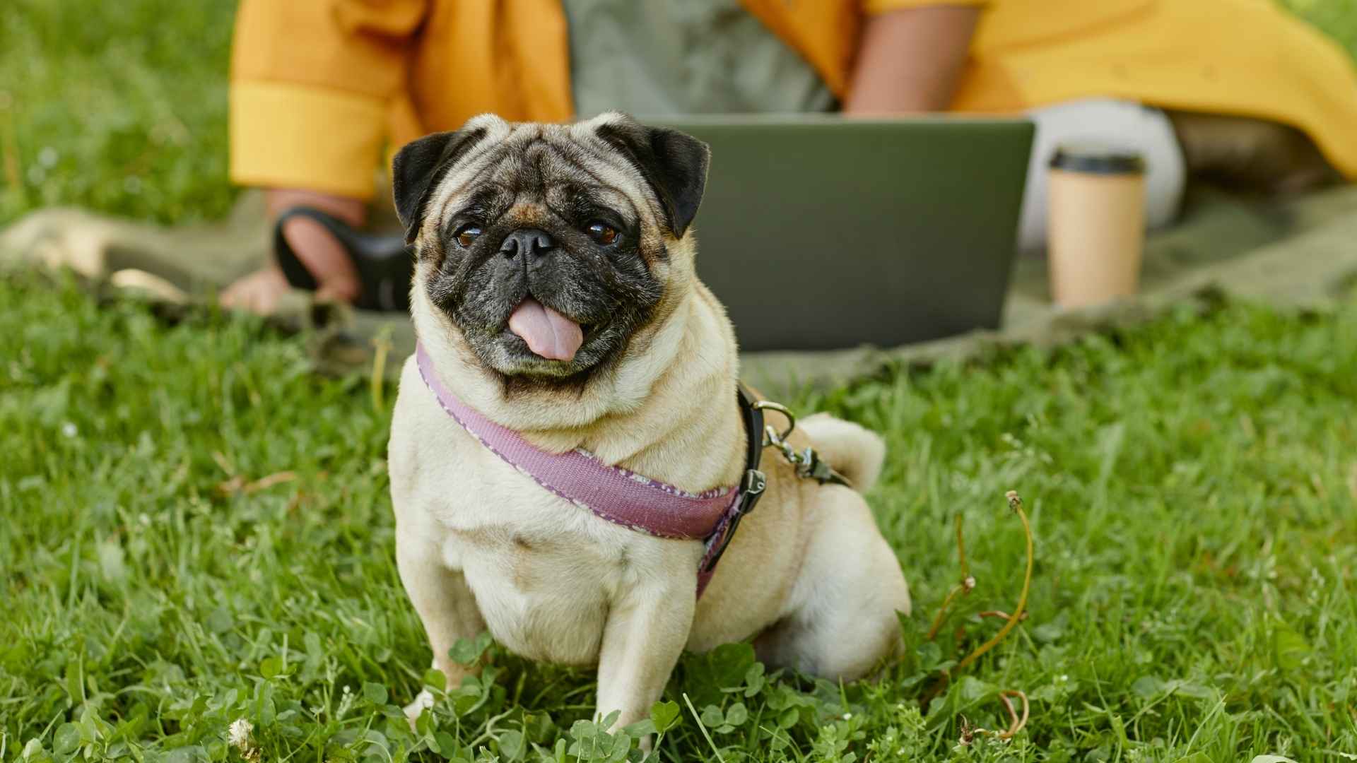 10 Dog Breeds Made For Digital Nomads That Travel Like Pros
